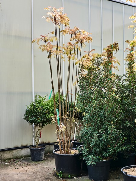 Toona sinensis flamingo - Chinesische Mahagoni Multistamm