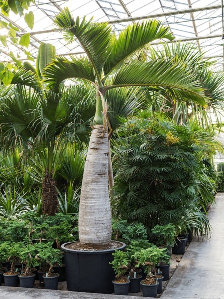 Hyophorbe lagenicaulis 500 cm