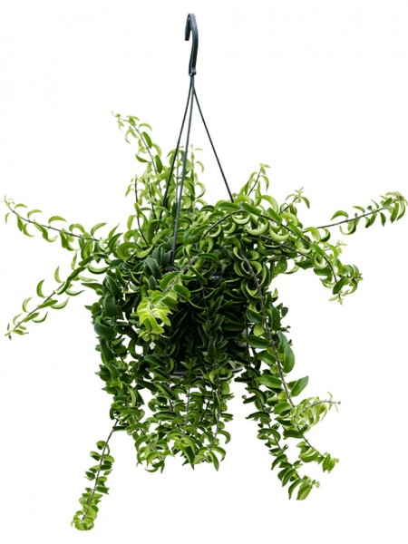 Aeschynanthus twister Ranker - Ampel