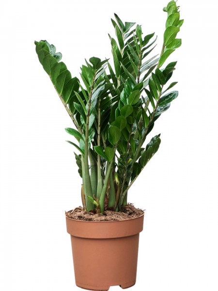 Zamioculcas zamiifolia - Glücksfeder