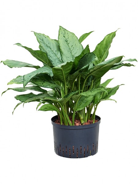 Aglaonema freedman