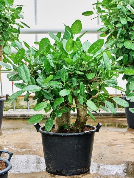 Ficus benghalensis verzweigt - Indischer Gummibaum