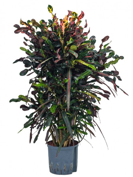 Croton mamey verzweigt