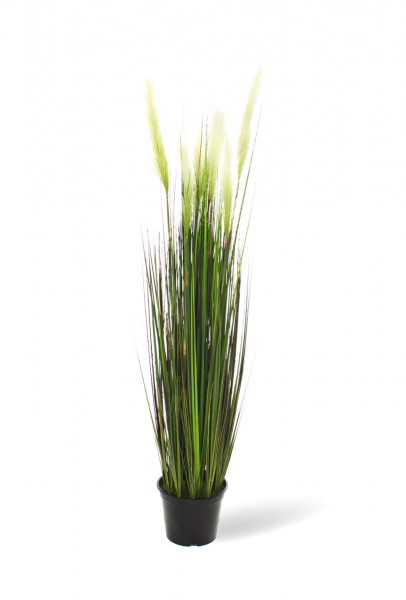 Typhaceae - Rohrkolben Kunstgras 122 cm