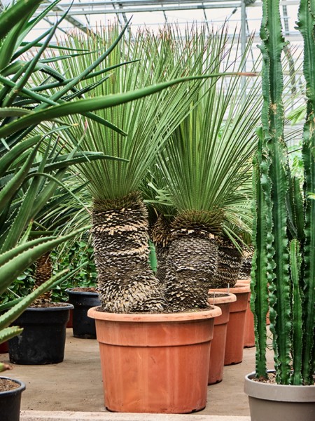 Dasylirion serratifolium verzweigt 180cm