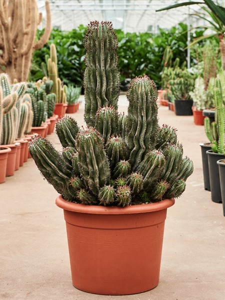 Euphorbia horrida - Afrikanischer Milchbaum