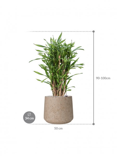 Dracaena fragrans Riki 90 cm im Rough Pflanzkübel