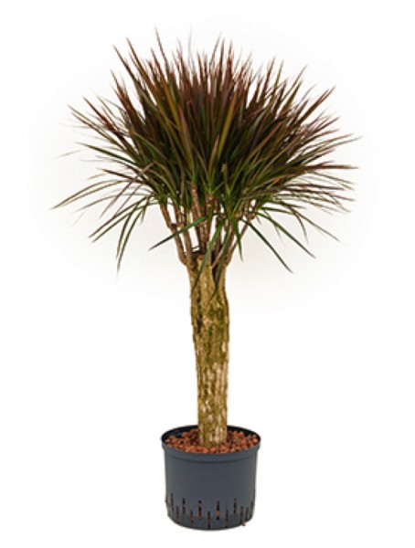 Dracaena magenta