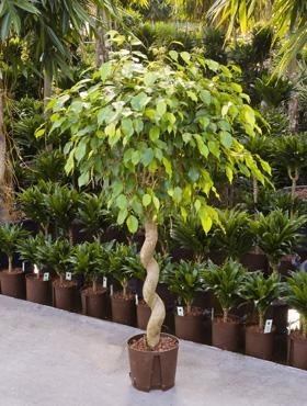Ficus benjamina | Birkenfeige spirale