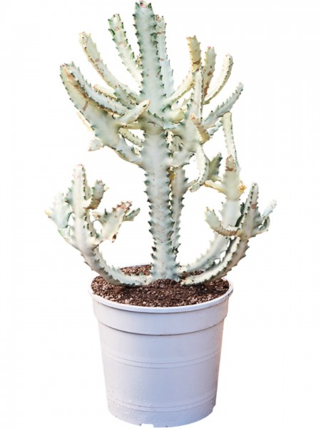 Euphorbia lactea - White Ghost