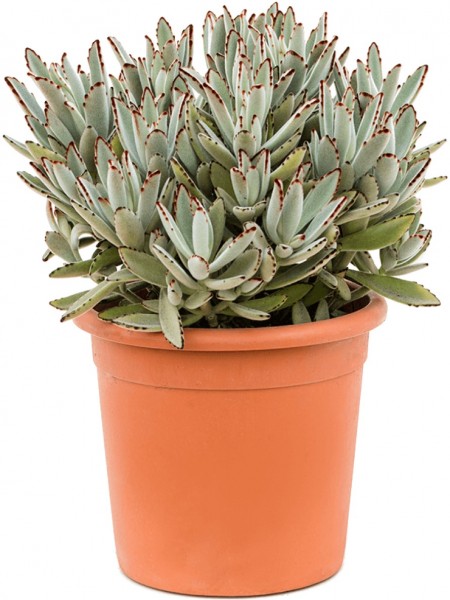 Kalanchoe tomentosa Busch