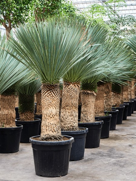 Yucca rostrata - Blaue Beaked Yucca