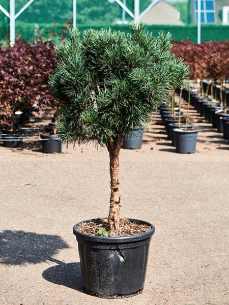 Pinus sylvestris glauca