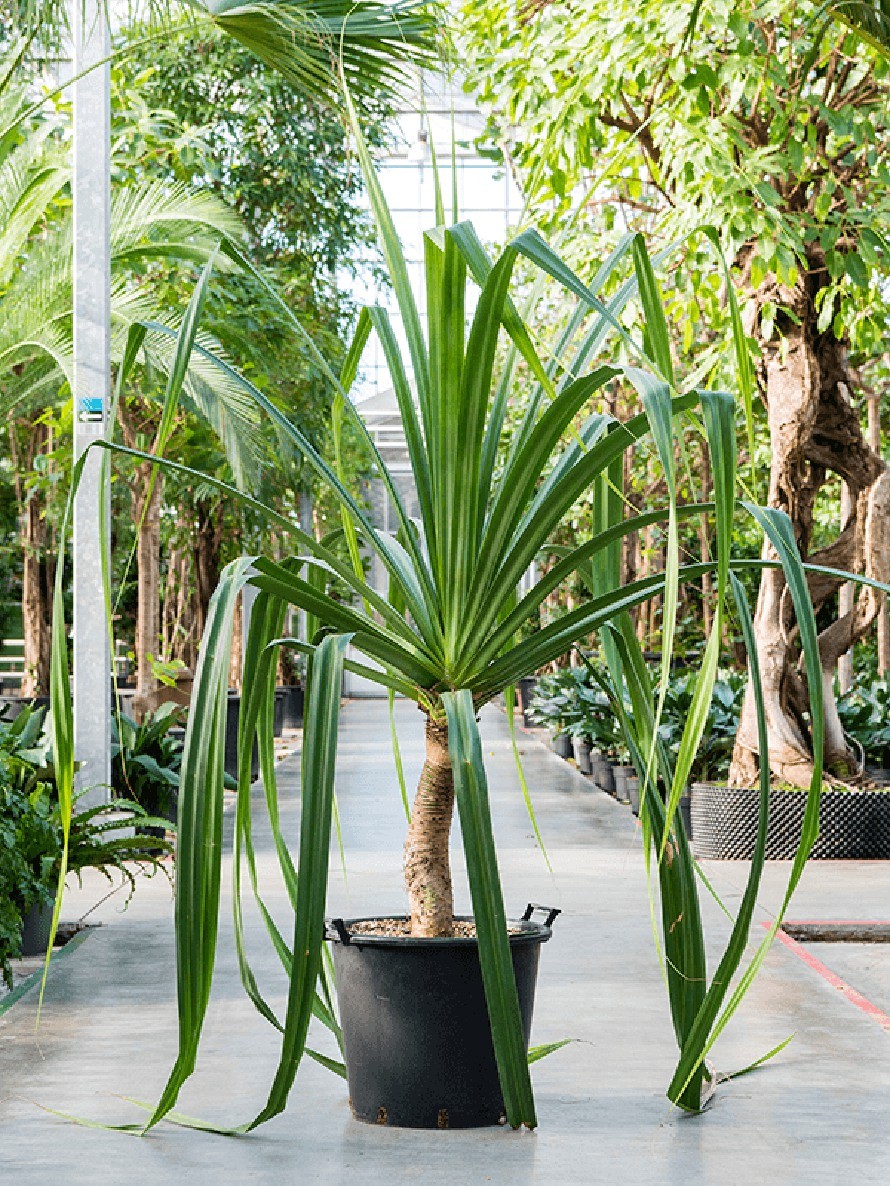 Pandanus utilis Schraubenbaum Terrapalme Heim und