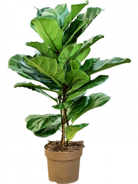 Ficus lyrata - Geigenfeigenbusch