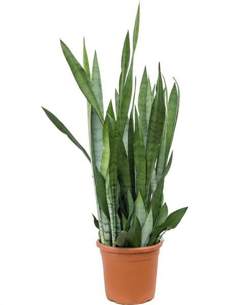 Sansevieria silver queen
