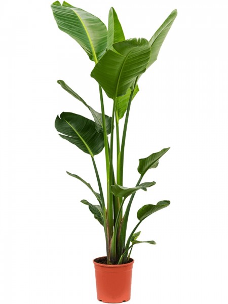 Strelitzia nicolai - Baumstrelitzie