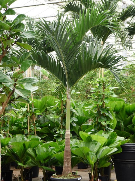 Veitchia merrillii 340 cm - Weihnachtspalme