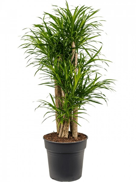Pleomele anita variegata verzweigt