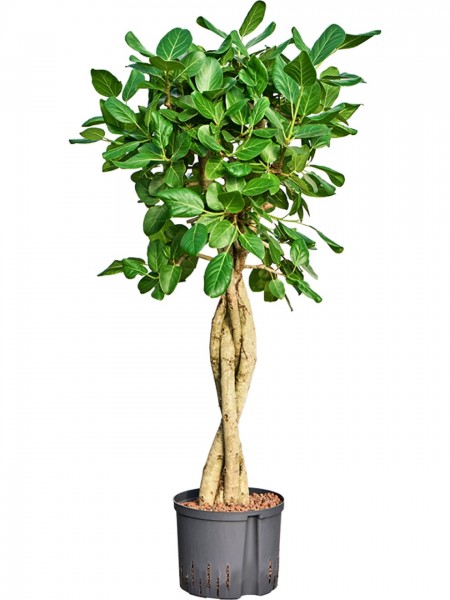 Ficus benghalensis audrey - Stamm geflochten
