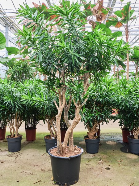 Pleomele song of jamaica 220 cm