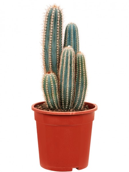 Pilosocereus pachycladus mehrstämmig