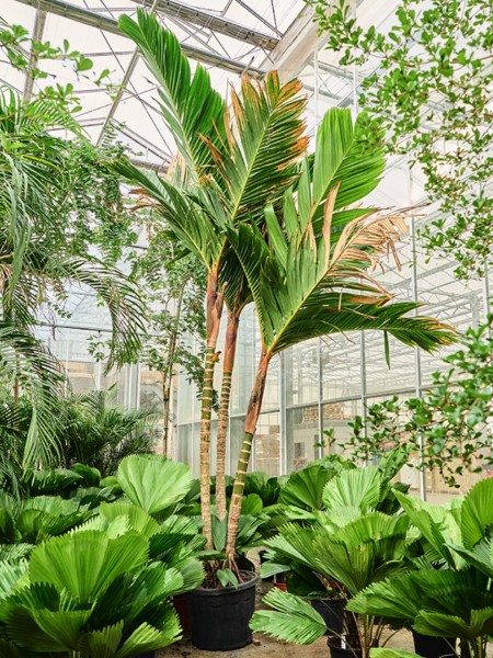 Areca vestiaria multistamm