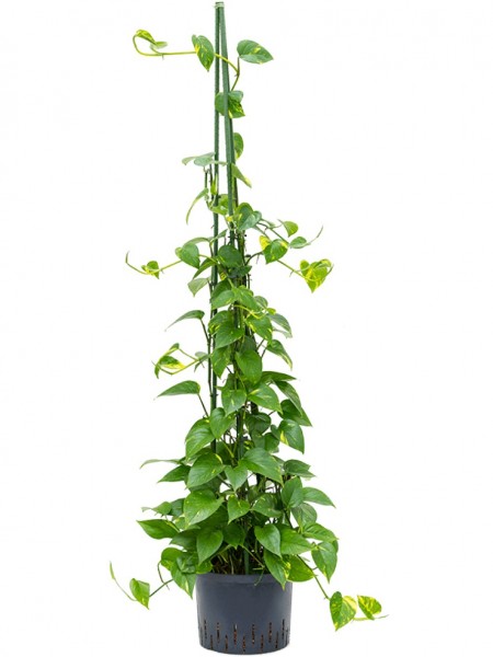 Scindapsus aureum Pyramide