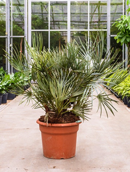 Chamaerops cerifera Busch - Blaue Zwergpalme