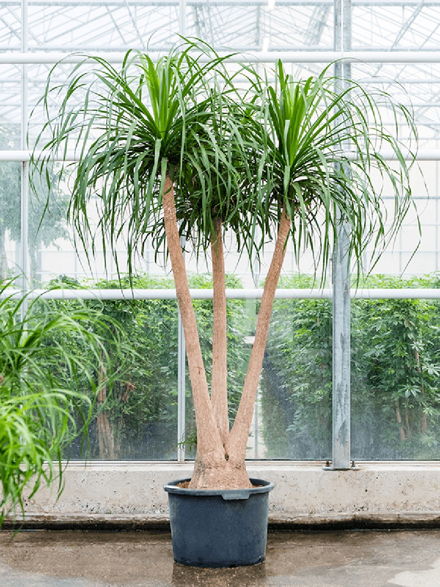 Elefantenfuß Pflanze Nolina Beaucarnea - Zimmerpflanze Ca. 100cm Im 23cm Topf