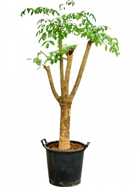 Heteropanax chinensis verzweigt