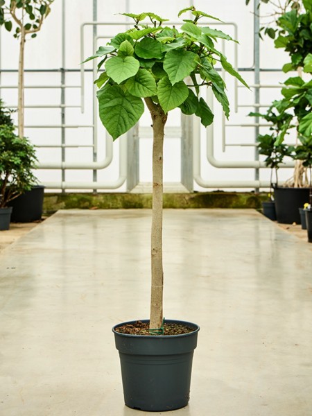 Ficus umbellata - Afrikanischer Feigenbaum
