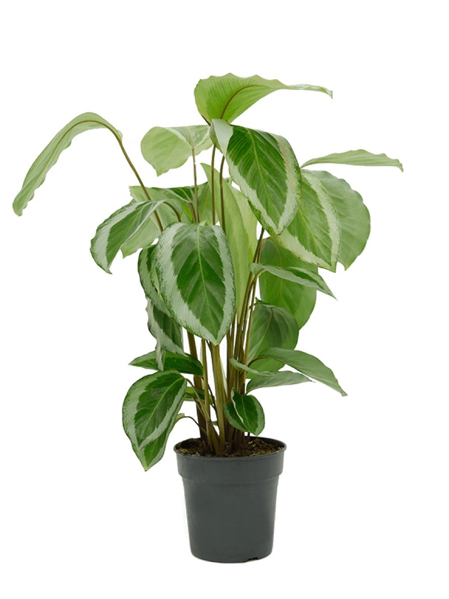 Calathea bicajoux gecko