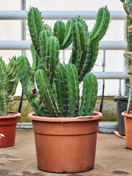 Polaskia chichipe - XL verzweigt