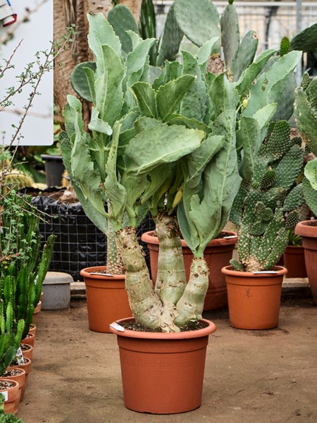 Cyphostemma juttae verzweigt