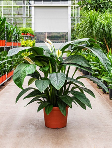 Spathiphyllum sensation Busch 140 cm - XXL Einblatt