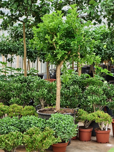 Murraya paniculata - Kamini