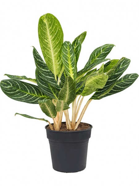 Aglaonema key lime 70 cm