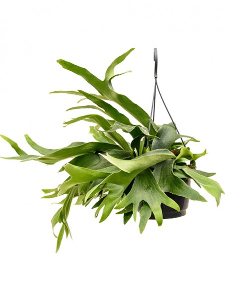 Platycerium bifurcatum - Hängekorb 40 cm