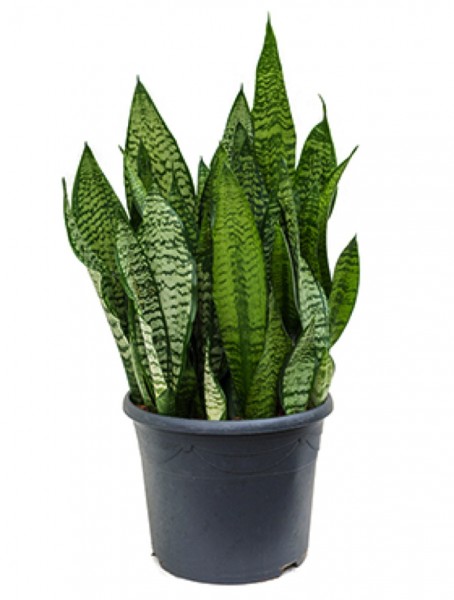 Sansevieria green flame