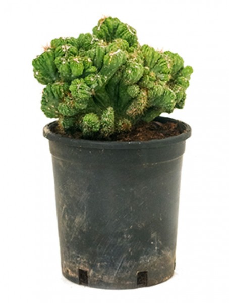 Cereus monstrosus crestata