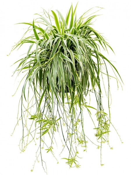 Chlorophytum comosum Ocean Ranker