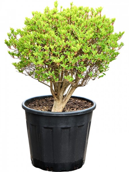 Enkianthus perulatus Kugel