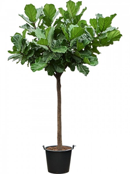 Ficus lyrata 350 cm - Geigenfeigenbaum