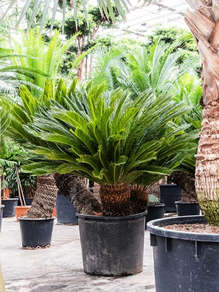 Cycas revoluta - 3er Stamm