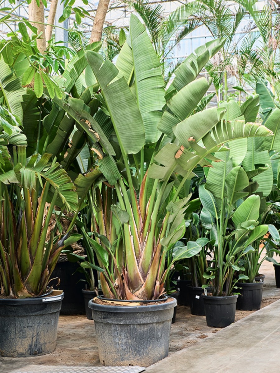 alocasia silver dragon albo variegata Alocasia Dragon Scale Albo 4
