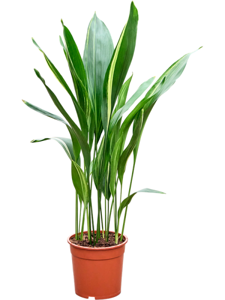 Aspidistra elatior variegata