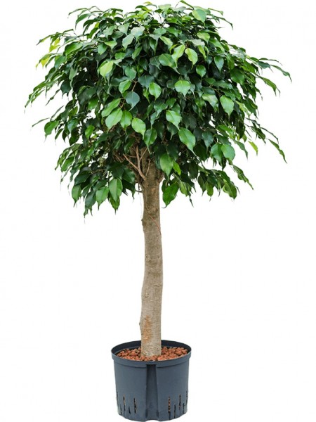 Ficus danielle