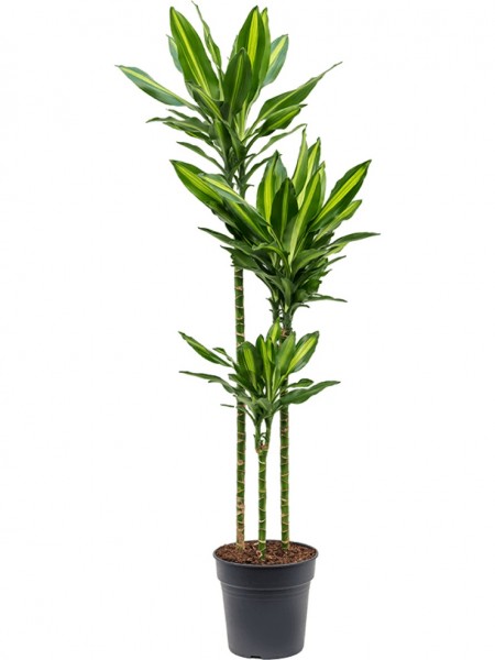 Dracaena cintho | Drachenbaum