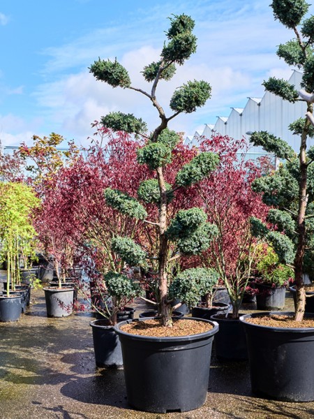 Juniperus chinensis blue alps Bonsai - Chinesischer Wacholder